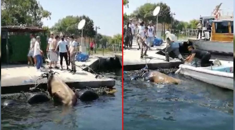 Kurbanl�k dana Kas�mpa�a'dan Balat sahiline kadar y�zd�