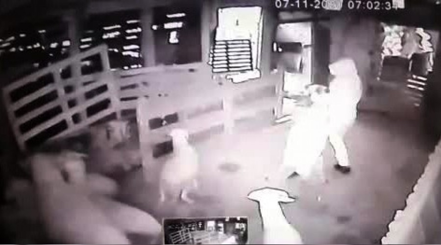 Kurbanl�k ko�lar� s�r�kleyerek �ald�lar