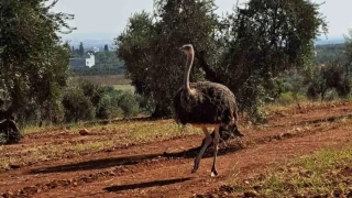 Kuş uçurtulmayan sınırdan deve kuşu geçti