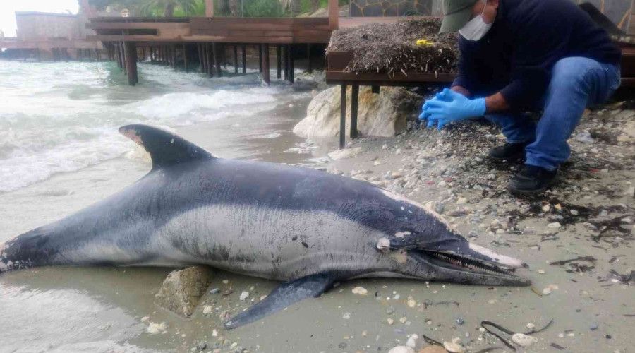 Ku�adas�'nda yunus �l� olarak k�y�ya vurdu