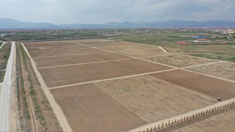 Lavanta bahçeleri 400 bin metrekare büyüklüğe ulaştı