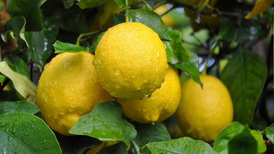 Limon reticide ucuz, markette pahal