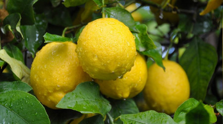 Limon reticide ucuz, markette pahal