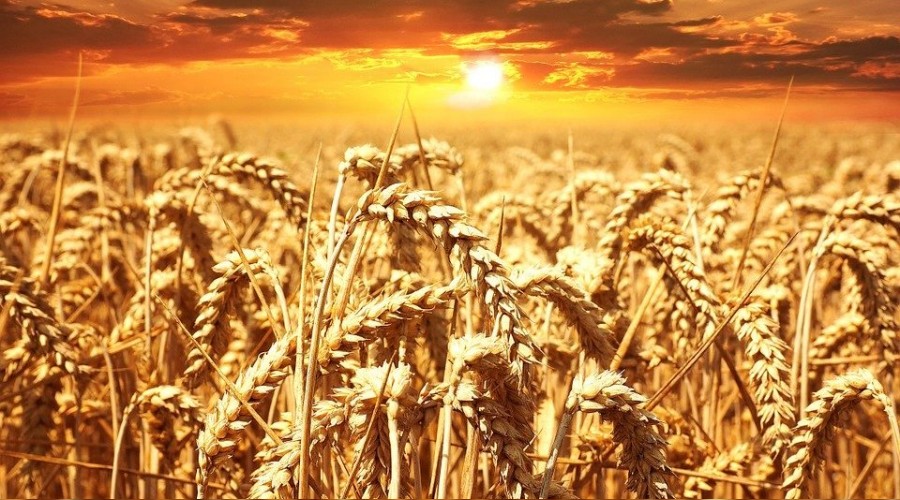'Makarna ve bulgur tüketimi yüzde 10 artacak'