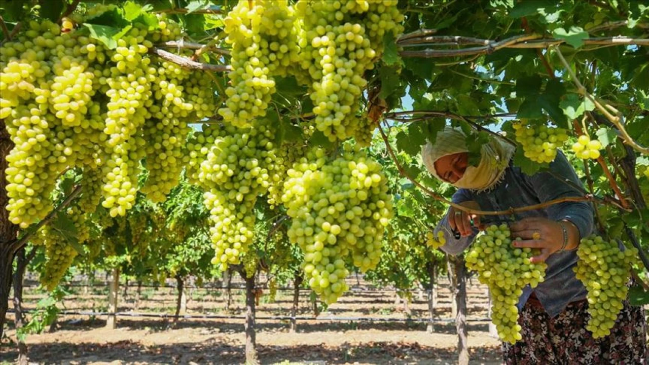 Manisa Saruhanlı'da Tarım