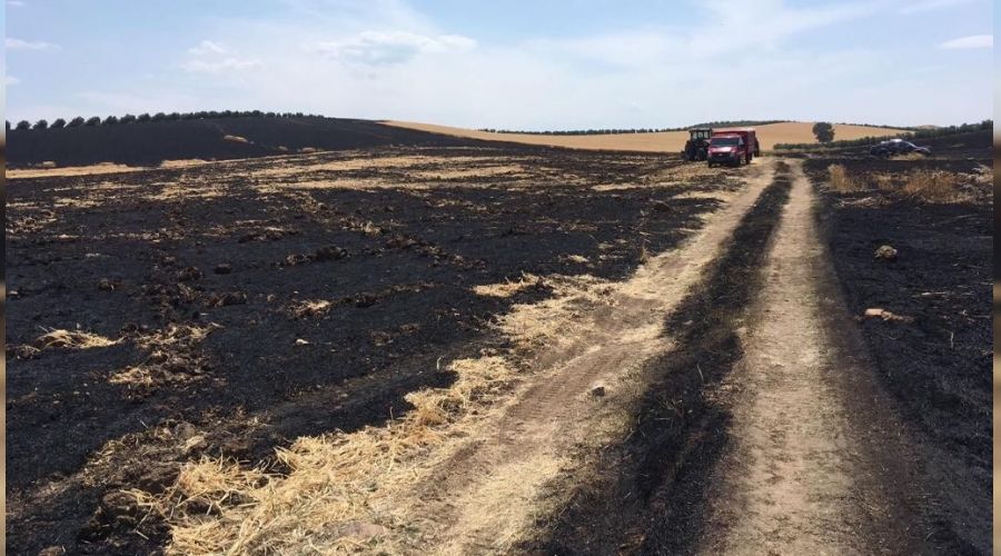 Manisa'da 250 d�n�m ekili alan k�l oldu