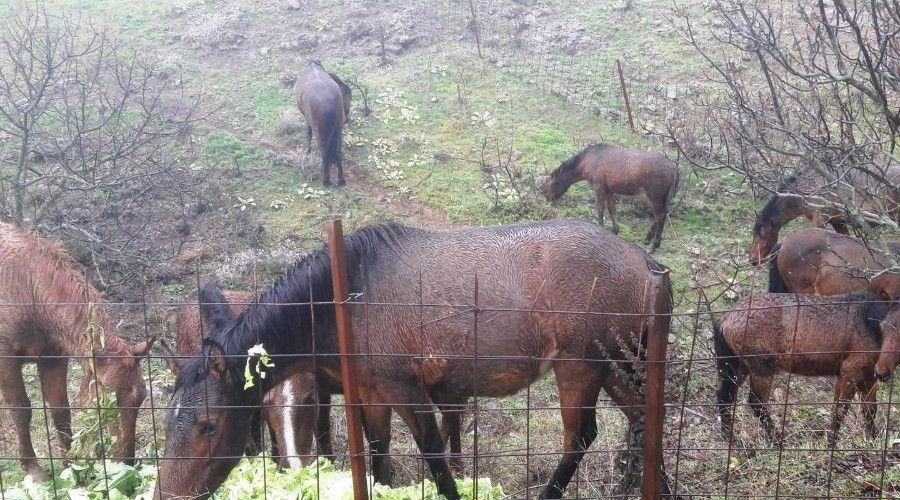 Manisa'da pazar art�klar� y�lk� atlar�na yem oldu