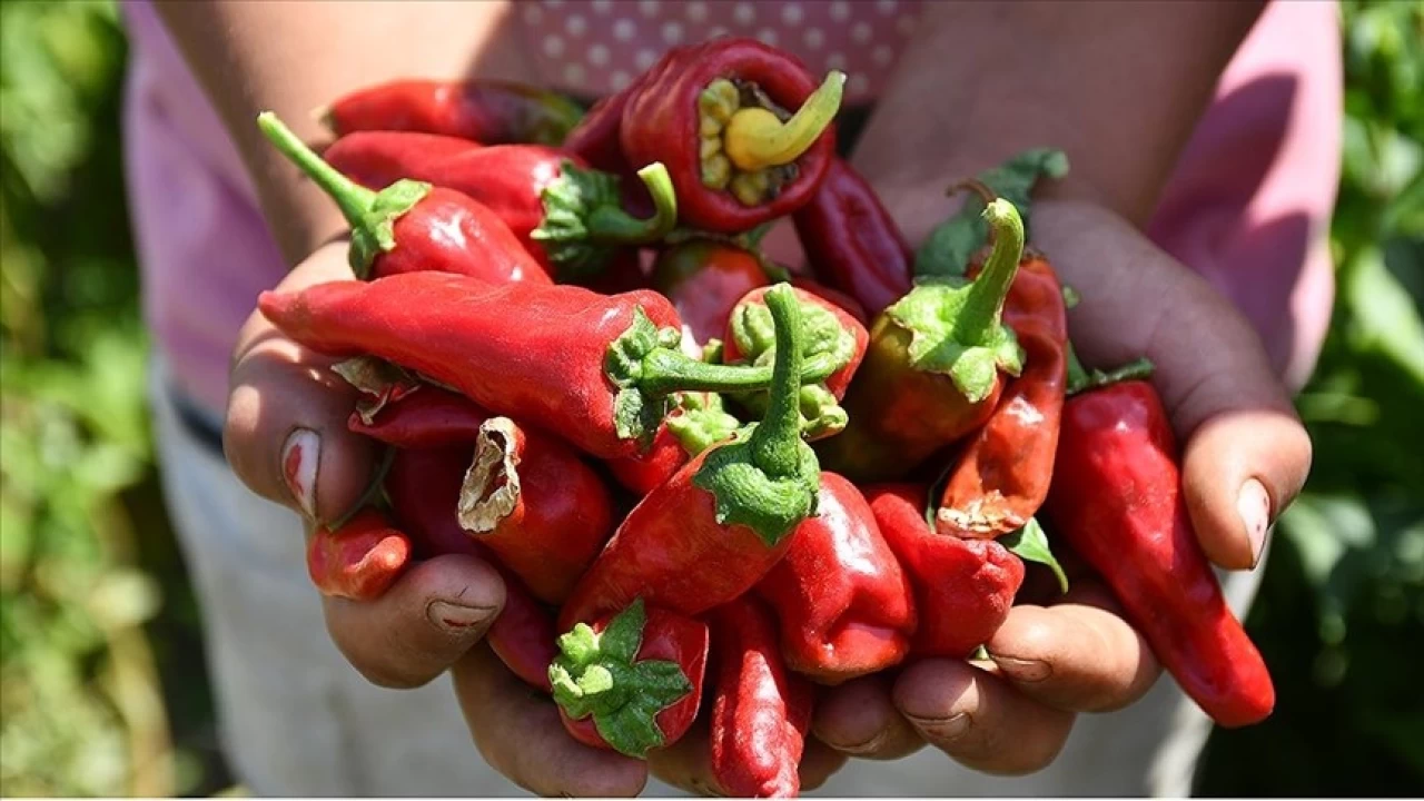 Maraş biberinde 30 bin ton rekolte beklentisi