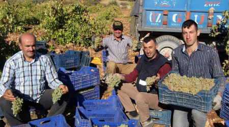 Mardin'de üzüm hasadı başladı