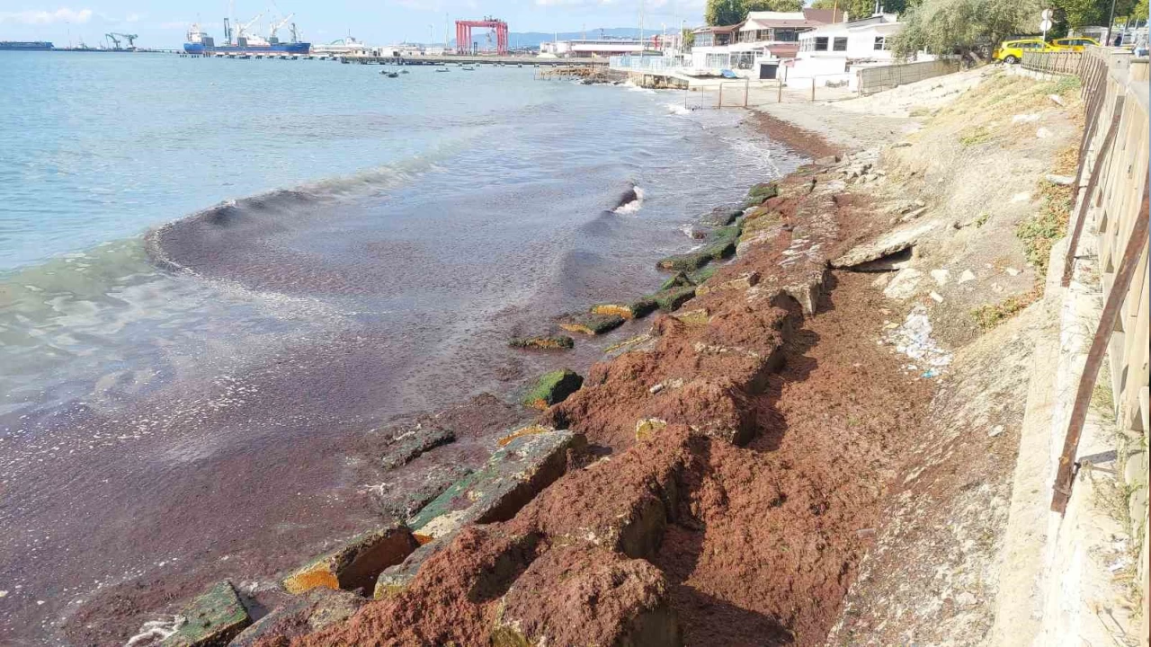 Marmara Denizi'nde k�z�l yosun alarm�