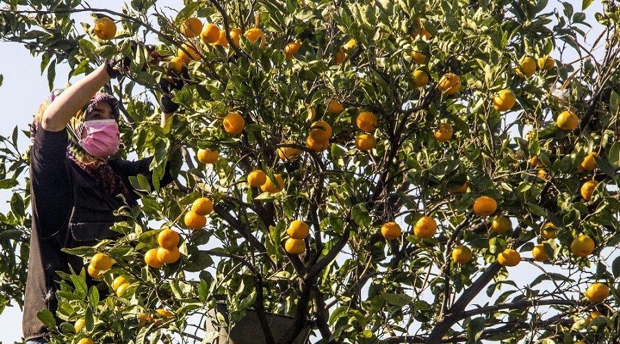 Maskeli, mesafeli mandalina hasad balad