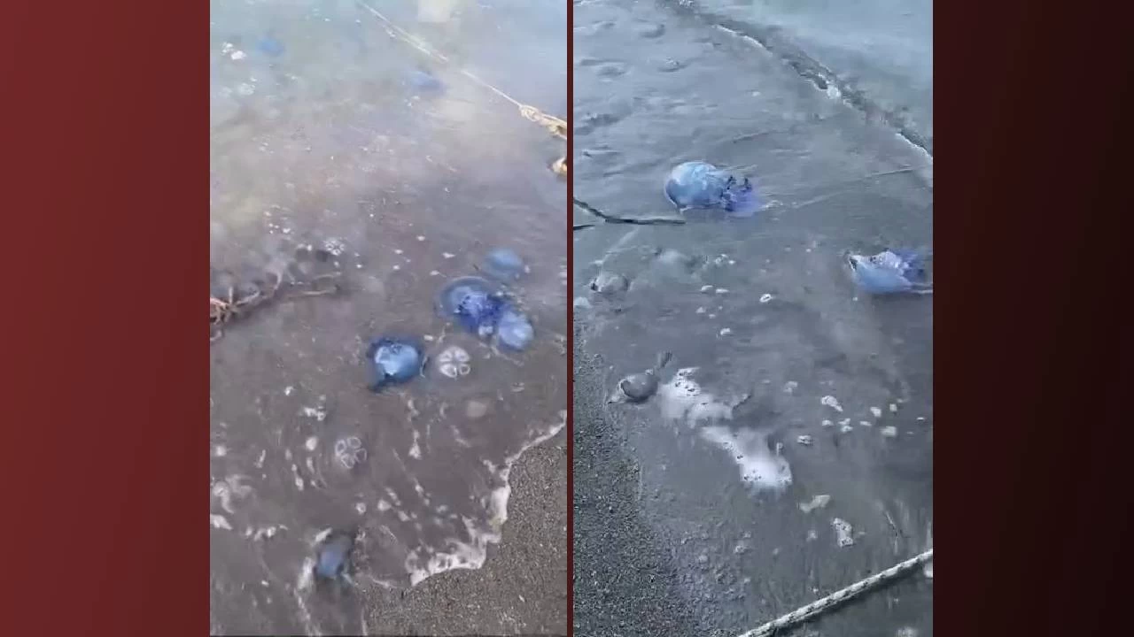 Mavi denizanaları Gemlik sahilini sardı