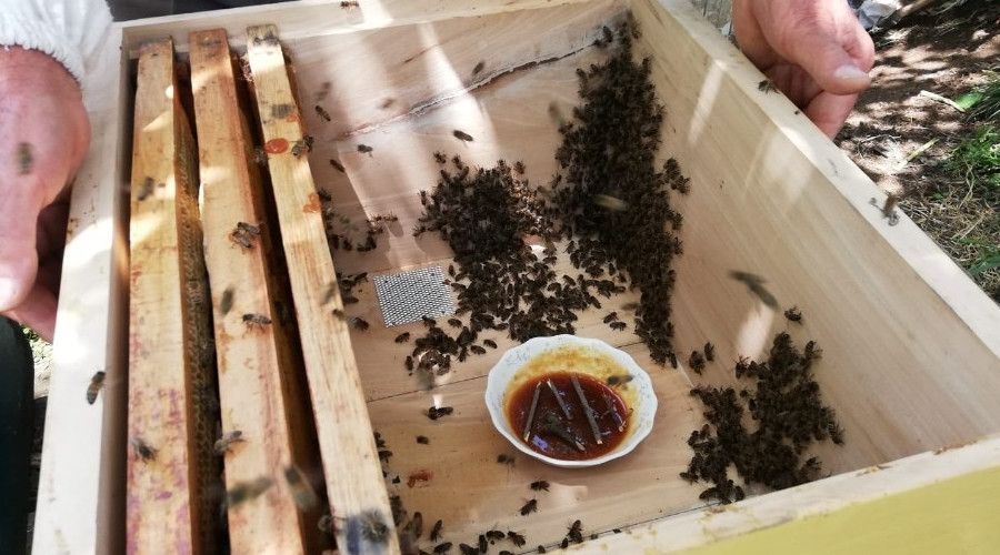 Mevsim �artlar� ve bilin�siz besleme ar� �l�mlerine neden oldu