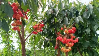 Meyvelerin kralı çıktı da fiyatı belli olmadı!