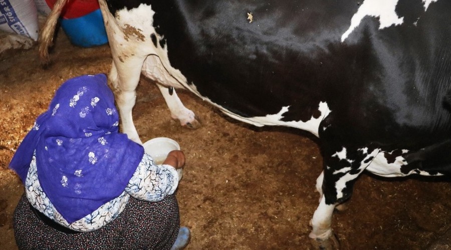 Mikro kredi ile aldığı inek geçim kaynağı oldu