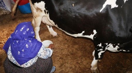 Mikro kredi ile aldığı inek geçim kaynağı oldu