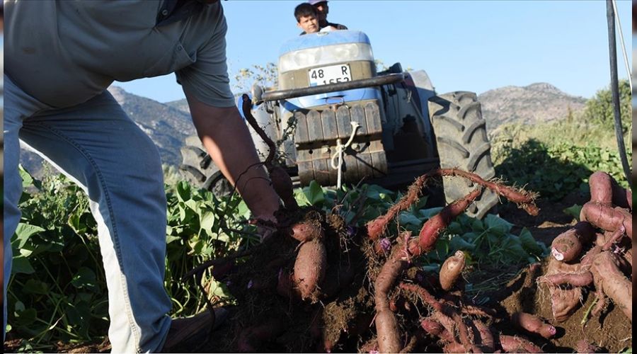 Mor patates �reticiyi sevindirdi