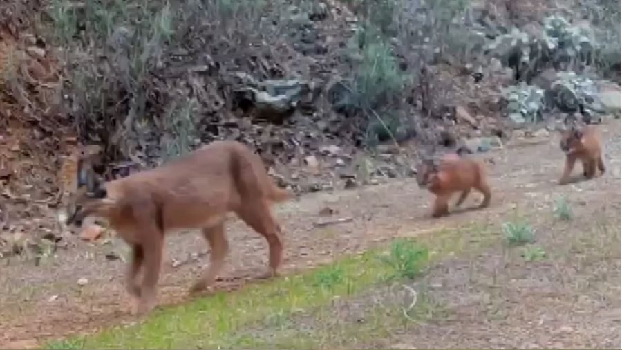 Muğla'da nesli tükenmekte olan karakulaklar fotokapan ile görüntülendi