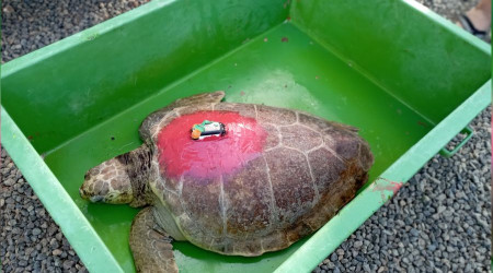 Muğla'da tedavileri tamamlanan deniz kaplumbağası denizle buluştu