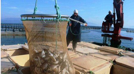 Mula'dan 54 lkeye 453 milyon dolarlk balk ihracat