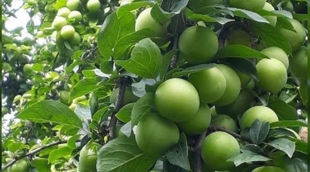 Mut eriği Rusya ve Dubai'ye gönderiliyor