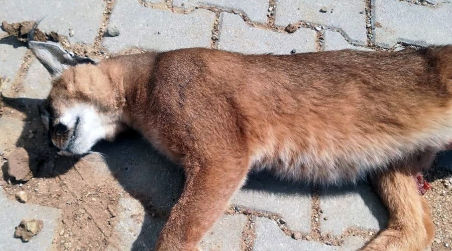 Nesli t�kenme tehlikesinde olan Karakulak �l� bulundu