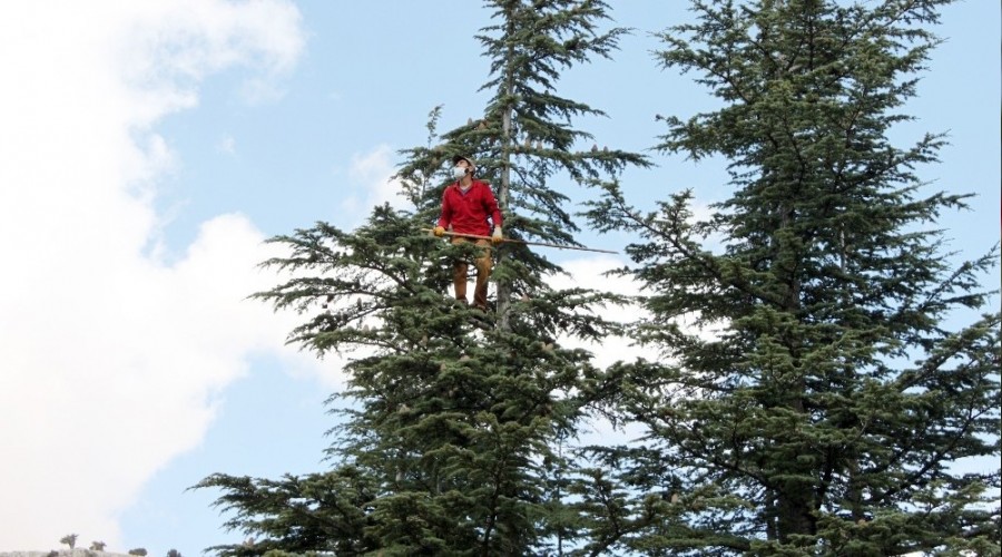 'Okul har�l���m sedir kozalaklar�ndan'