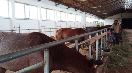 Ölüme terk edilen atlar yeni yuvalarında