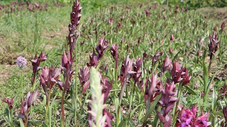 Ordu'da salep hasadına başlandı