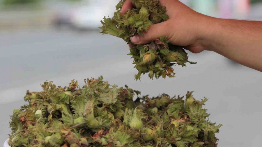 Ordu'da taze fındık tezgahlara indi