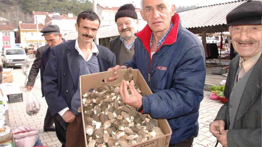 Ormandan toplayp 300 liradan satlyorlar