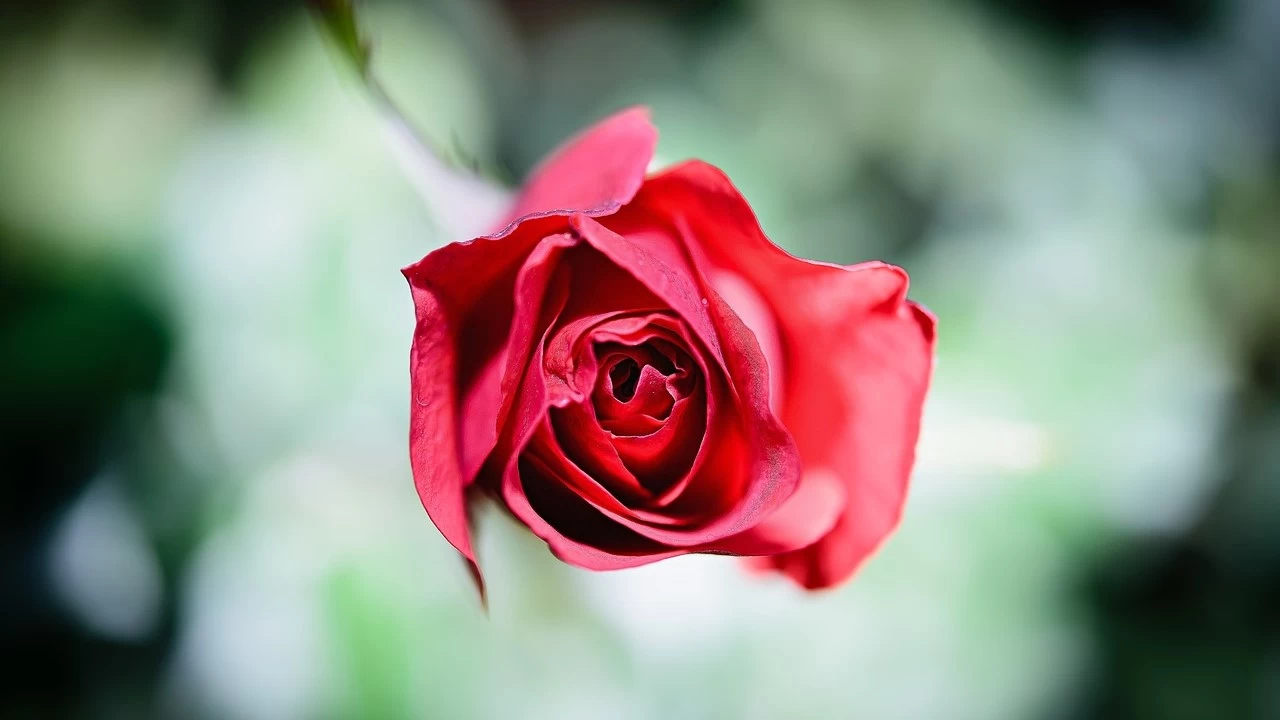 �Oru�, m��min i�in kalkand�r�