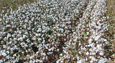 Pamukta destekler azalınca ekim alanı yarı yarıya düştü