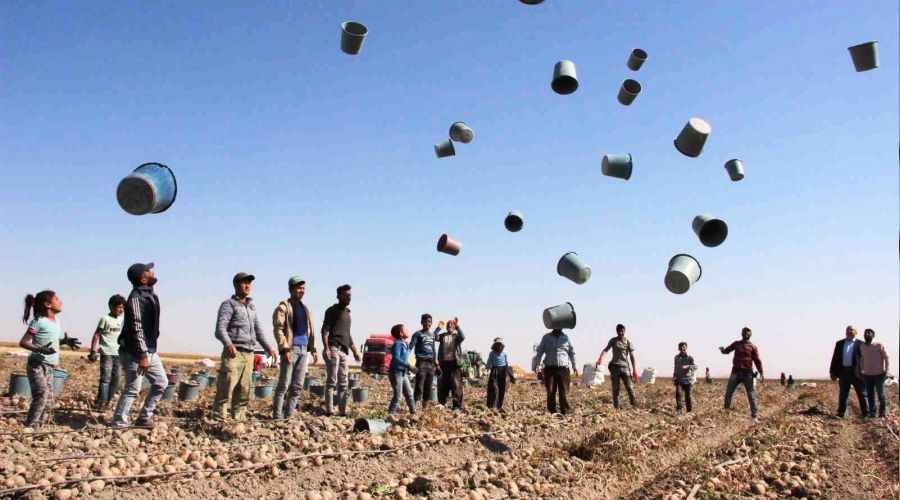 Patates hasad� kova f�rlatmayla ba�lad�