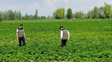 Patates reticilerine bitki hastalklarna kar uyar