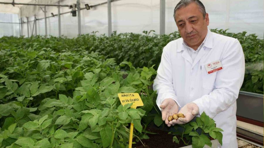 Patatesler topraksız ortamda üretiliyor