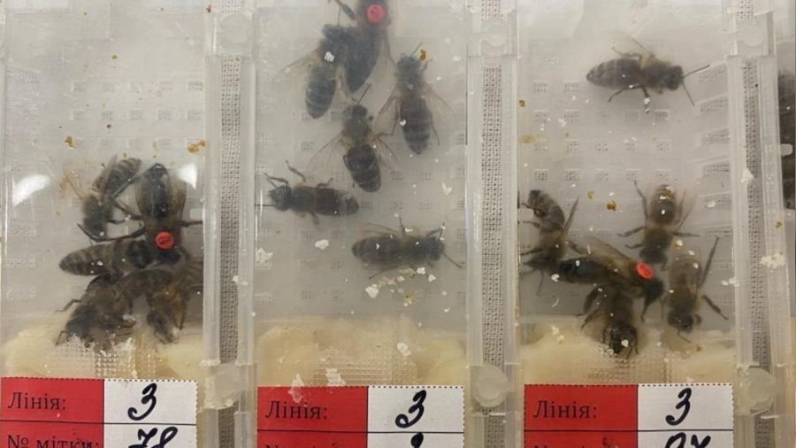 Sabiha Gökçen Havalimanı'ında bin 230 adet canlı arı ele geçirildi