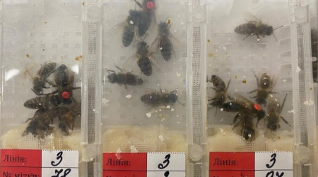 Sabiha Gökçen Havalimanı'ında bin 230 adet canlı arı ele geçirildi
