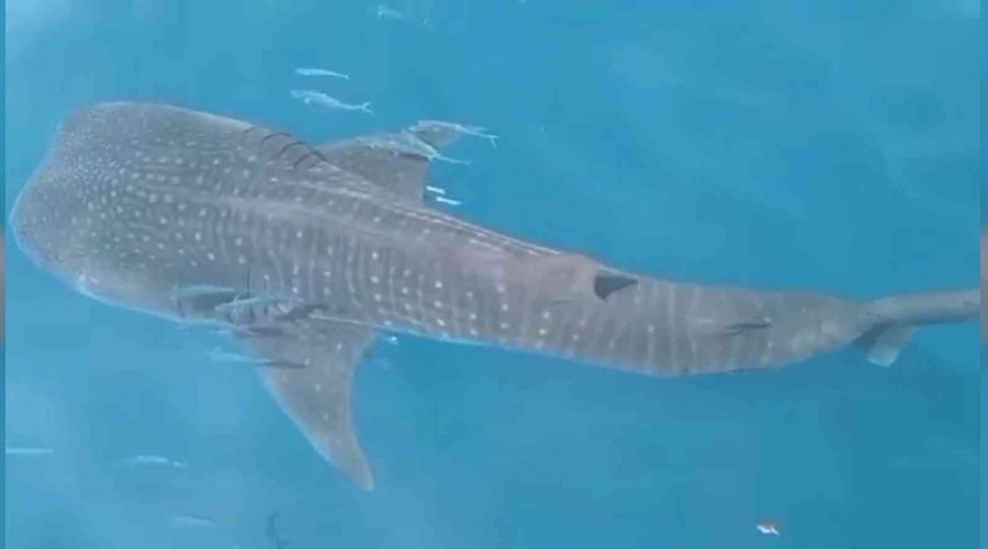 Samanda� a��klar�nda k�pek bal��� �oku