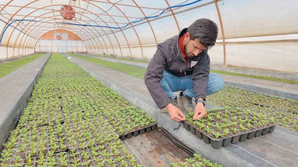 �anl�urfa'da seralarda 400 bin yazl�k �i�ek �retiliyor