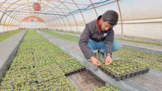 �anl�urfa'da seralarda 400 bin yazl�k �i�ek �retiliyor