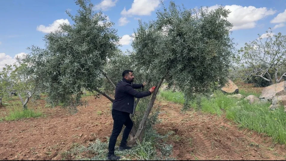 �anl�urfa'da zeytin �reticilerine kritik uyar�