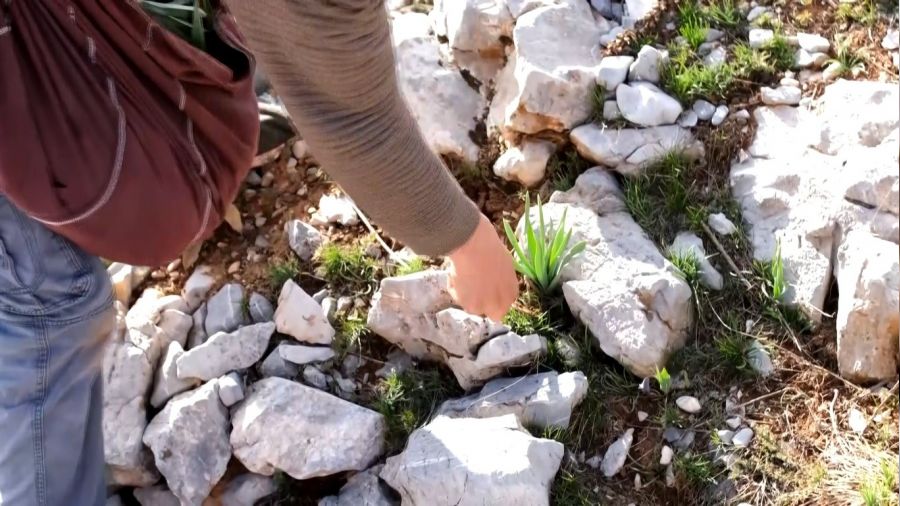 Sarp dağlarda yetişen lezzet: 'Çiriş otu'
