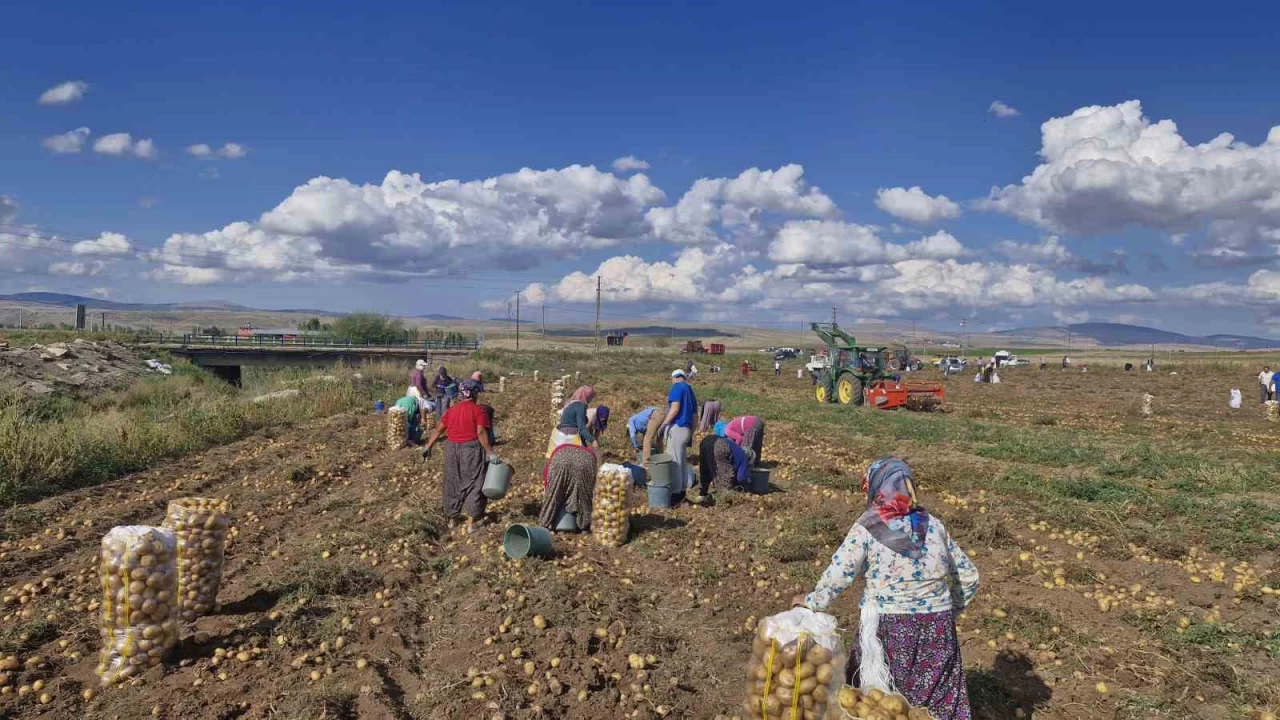 Satılmayan patatesleri ücretsiz dağıttı