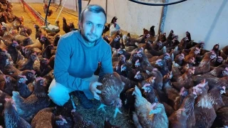 Şehirden kaçtı: Köyde "gezen tavuk" çiftliği kurdu