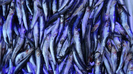Sezonun ikinci günü hamsi tezgâhlarda yerini aldı