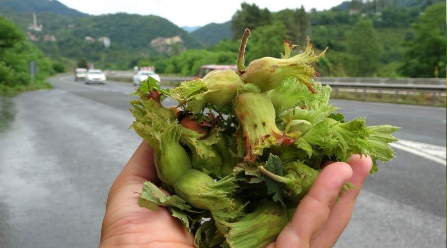 Sezonun ilk f�nd��� tezgahlarda