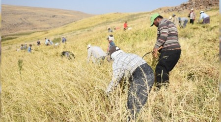 Siverek'te çeltik hasadına başlandı