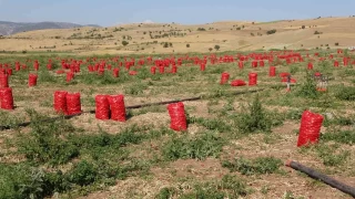 Soğanda hasat başladı: Tarlada 4, markette 10, pazarda ise 12 lira