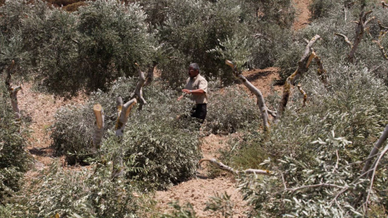 Son 20 yılda Filistinlilere ait 800 bin zeytin ağacı İsrail saldırılarında yok oldu